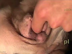 Dog lies quietly in bed while owner tries to penetrate his ass