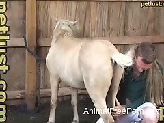 Horny man nails petite pony near beautiful horse in barn