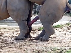 Gallery of rhinoceros who fuck their partners from behind