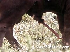 Cow with massive loaded prick in perfect farm animality XXX