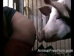 Big pig nicely penetrates big-assed zoophile right in barn